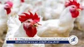 ارتفاع أسعار الدواجن والبيض في مصر فبراير 2025 وتأثيرات الأسواق