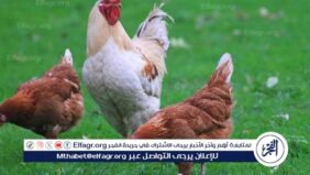 استقرار أسعار الفراخ اليوم الخميس 6 فبراير 2025 في الأسواق المصرية