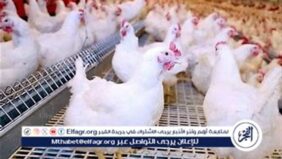 أسعار الدواجن اليوم الخميس 6-2-2025 في الدقهلية