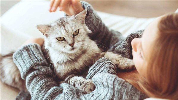 فوائد وأضرار تربية القطط في المنزل