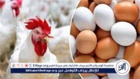 ارتفاع أسعار الدواجن والبيض مع اقتراب رمضان.. توقعات بزيادة جديدة في الأسواق