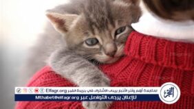 أنواع القطط المنزلية وأفضلها للتربية