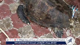 تفاصيل العثور على سلحفاة بحرية نادرة بشاطئ الإسكندرية ونقلها للعلاج ببورسعيد