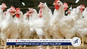 استقرار أسعار الفراخ والبيض اليوم الأحد 9 فبراير 2025 في الأسواق المحلية