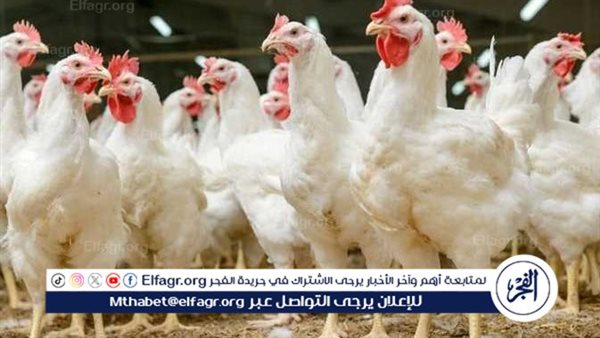 بورصة الدواجن.. أسعار الفراخ البيضاء اليوم الثلاثاء 11-3-2024 في قنا