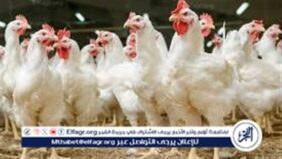 بورصة الدواجن.. أسعار الفراخ البيضاء اليوم الثلاثاء 12-2-2024 في قنا