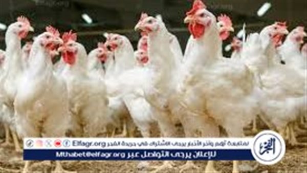 بورصة الدواجن.. أسعار الفراخ البيضاء اليوم الثلاثاء 12-2-2024 في قنا