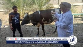 تحصين 17848 ماشية ضد الحمى القلاعية والوادي المتصدع.. و160 حملة توعوية بالفيوم
