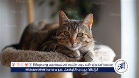 كيف تعبر القطط عن حبها لأصحابها؟