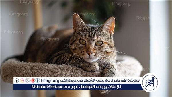 كيف تعبر القطط عن حبها لأصحابها؟