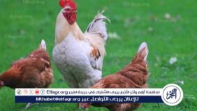 ارتفاع أسعار الفراخ اليوم الأربعاء 12 فبراير 2025 في الأسواق وبورصة الدواجن