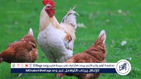 ارتفاع أسعار الفراخ اليوم الأربعاء 12 فبراير 2025 في الأسواق وبورصة الدواجن