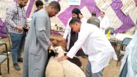 بيطرى الأقصر: تحصين 64597 حيوان وطائر ضد الأمراض البيطرية