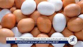 أسعار طبق البيض اليوم الاربعاء 12-3-2024 في قنا